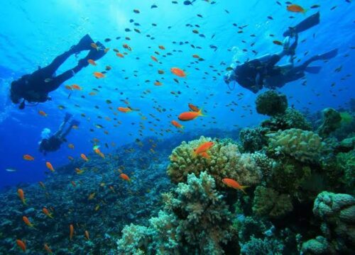 Experience Mombasa Marine National Park